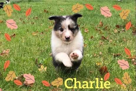 Charlie 5 uger gammel med fuld fart på.