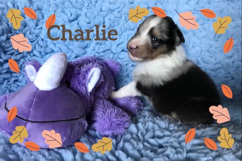Charlie 2 uger gammel betragter verden.