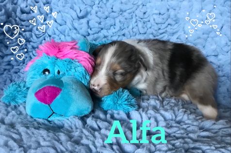 Alfa er blevet 2 uger og nyder sin egen bamse.