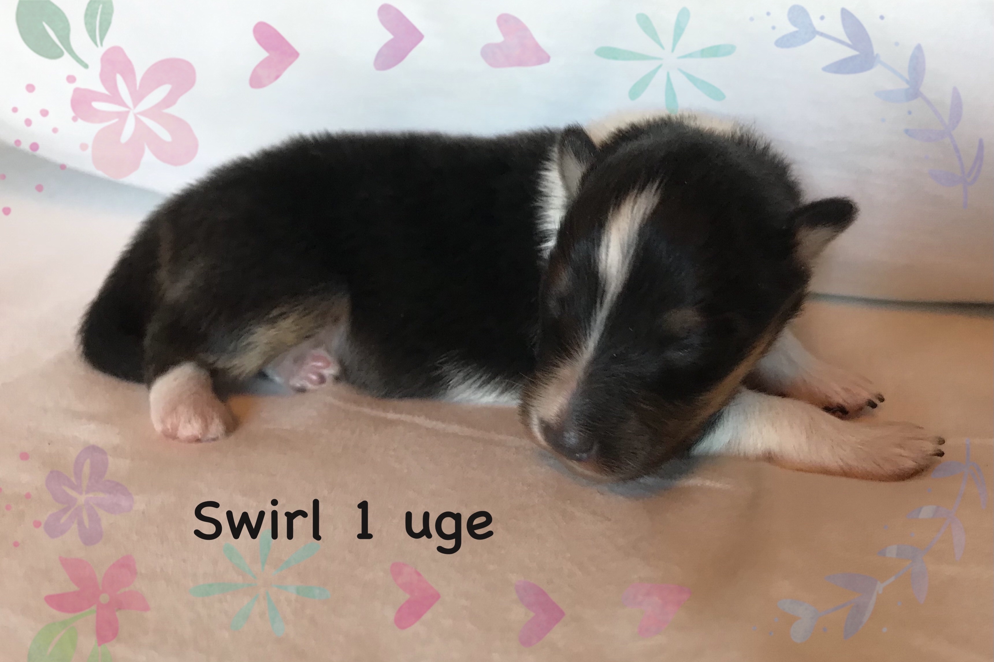 Swirl har fået sit navn fordi hun har en lille hvirvel i sin pels.