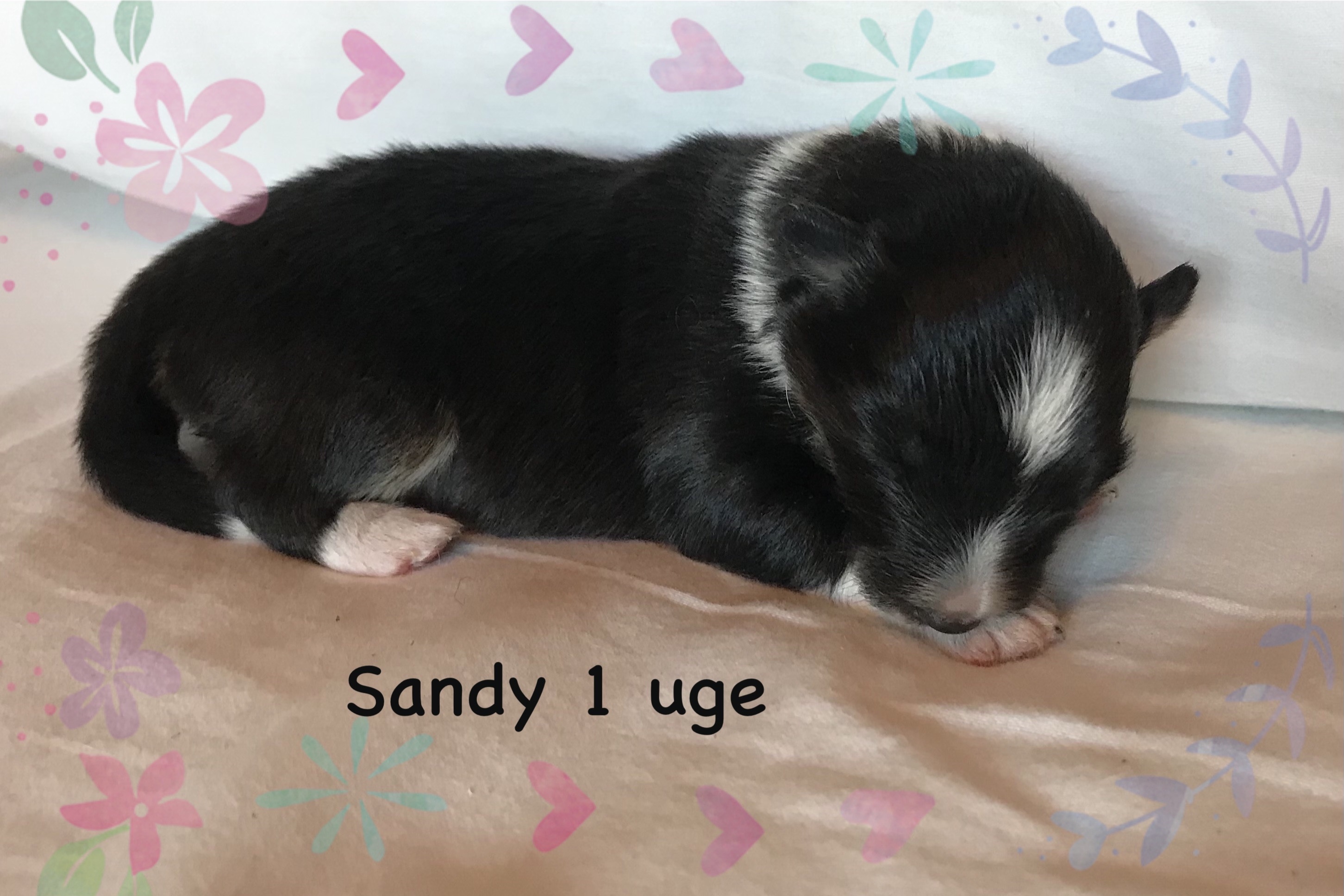 Sandy har fået sit navn fordi hendes aftegninger ligner et timeglas.