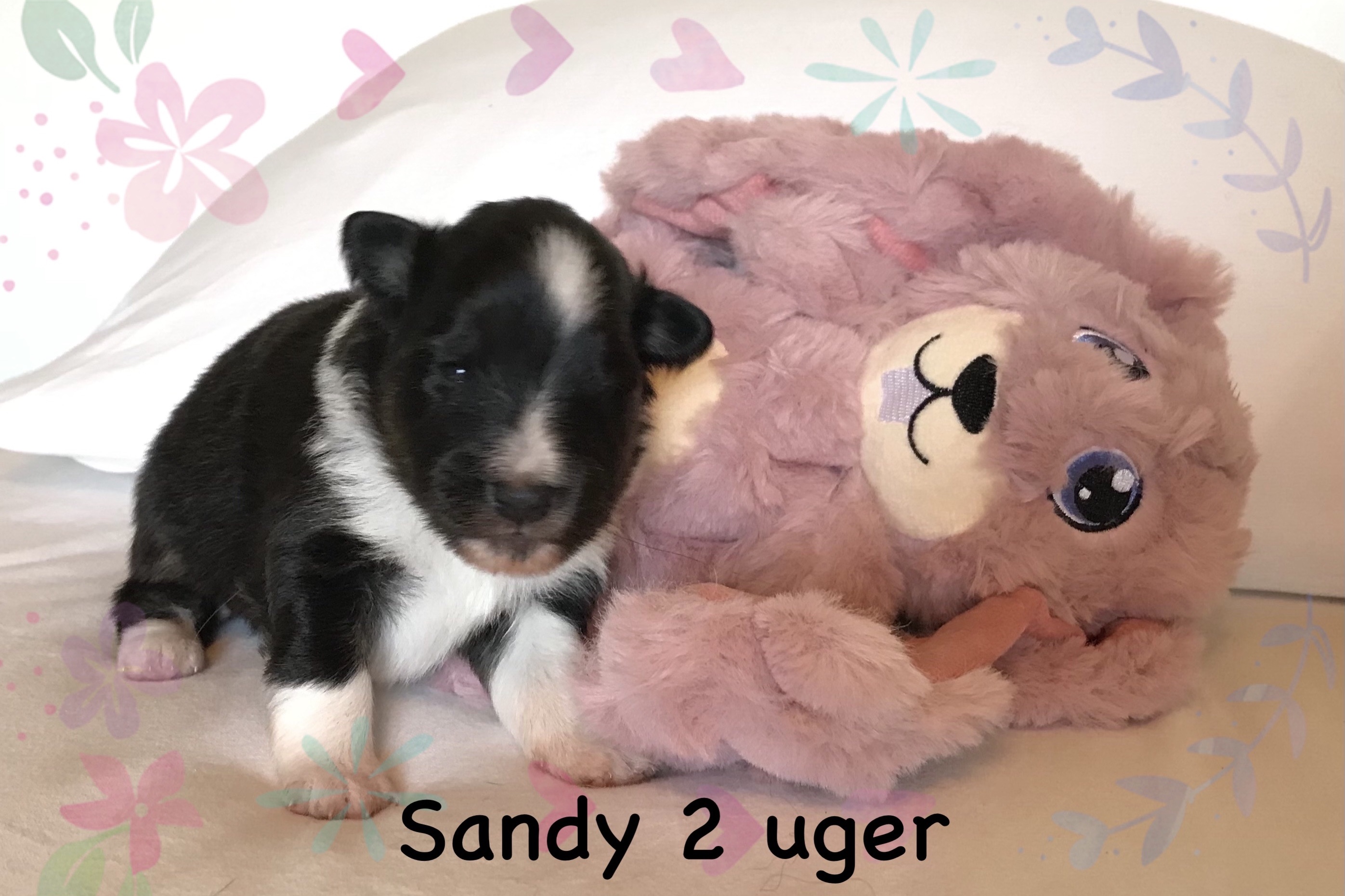 Sandy har åbnet sine øjne og hun elsker at ligge på sin bamse.