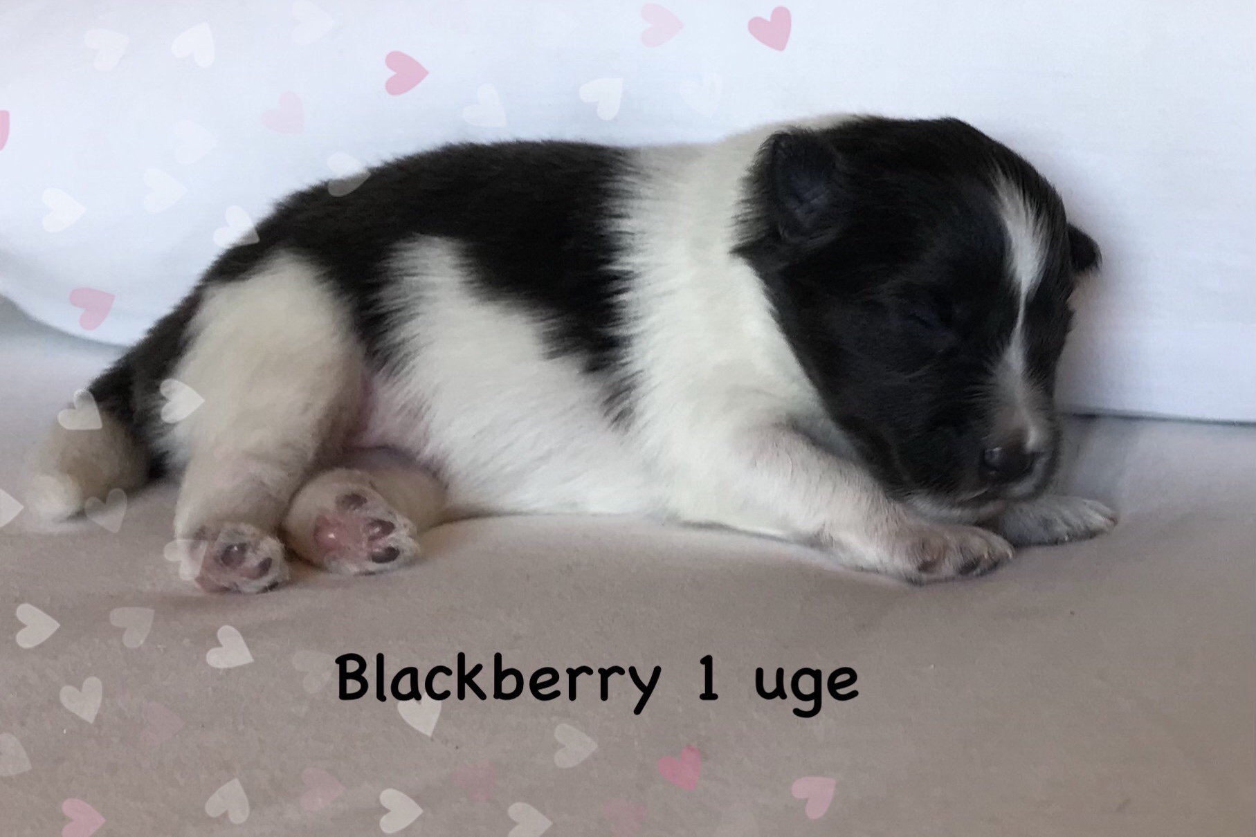 Blackberry har fået sit navn fordi hun er sort/hvid.