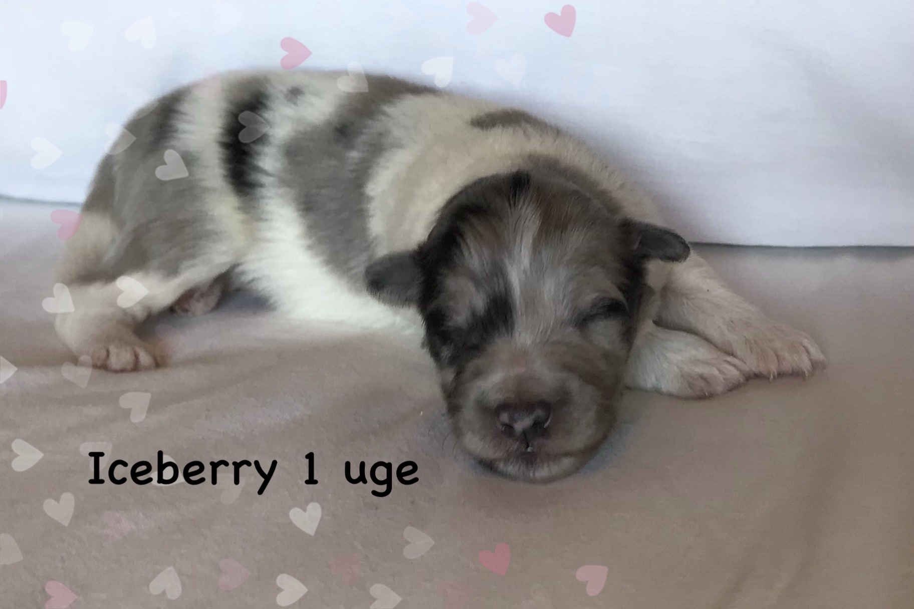 Iceberry har fået sit navn pga. hans hvide aftegninger.