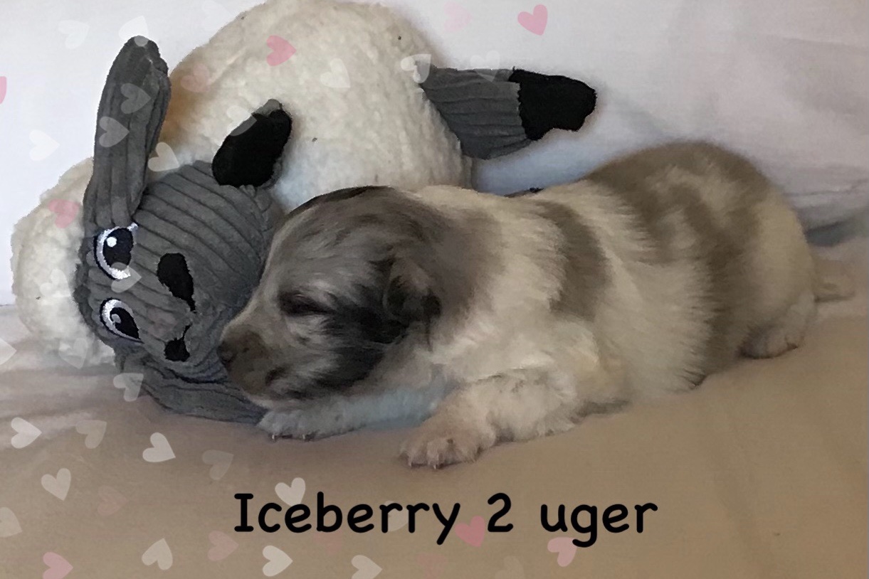 Det er ikke til at se her, men Iceberry har åbnet sine øjne.