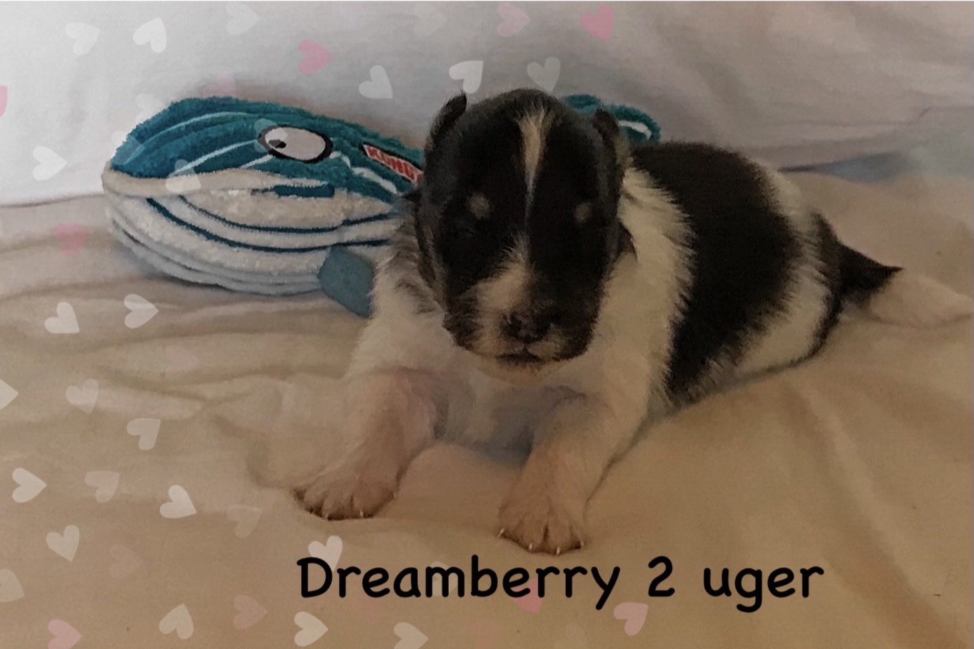 Dreamberry med sin fine bamse.